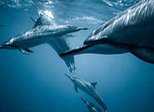 世界杯小组积分-【现场】孙颖莎：接下来的比赛还是把困难估计足一点